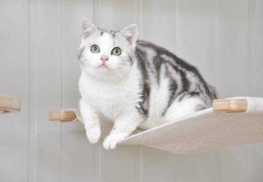 首页| CA88集团中国唯一官方网站